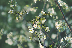 white blossoms on green and blue tree branches
